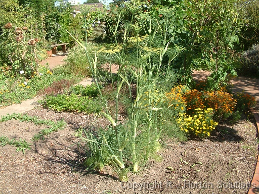 Cook's garden